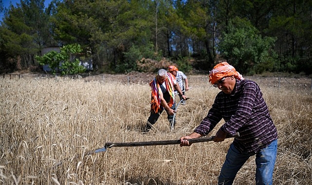 5 tonluk buğday yerel üreticiye nefes olacak